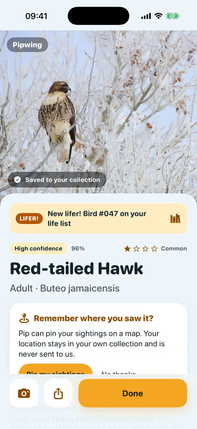 Pipwing app screen: A Red-tailed Hawk, snapped from a distance
