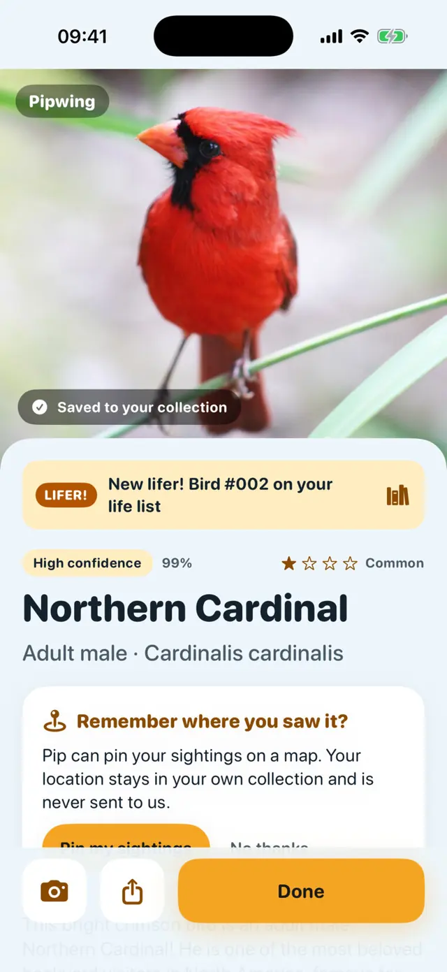Pipwing app screen: A Northern Cardinal: a new lifer for the family list